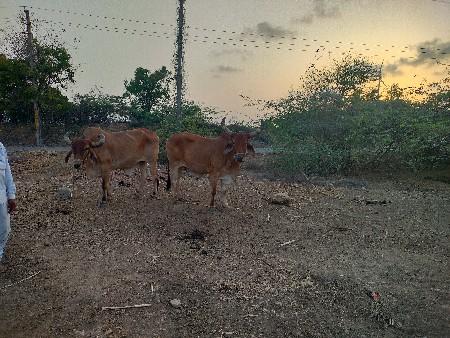 badadh