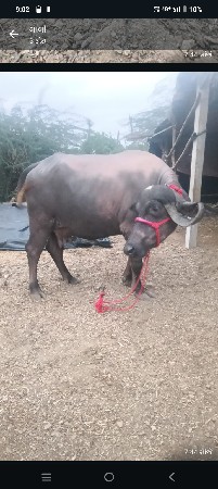 હાટુ કરવું હોય તો કેજો