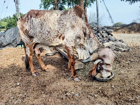 ગીર ગાય વેચવાની છે