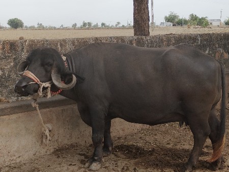vechvani se