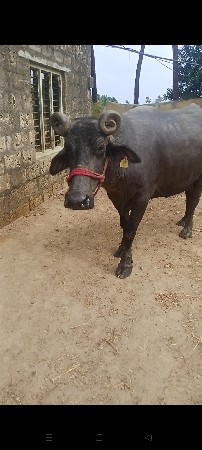 સામે જાફરાબાદી ખડેલા હોય તોસાલે