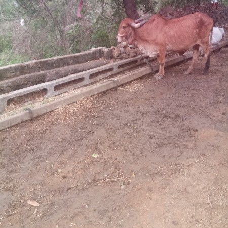 ગાય વેસવાની છે