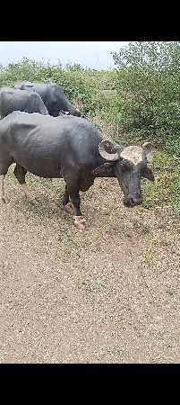 3 ભેસ ગાભની વેસવાની