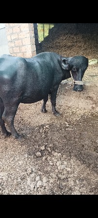 , ભેંસ વેચવાની છે