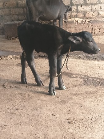પાડો