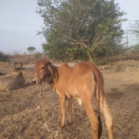 વેચાવશે