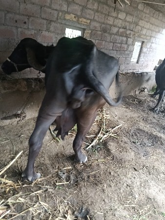 દૂધ.4.5 બને ટાઇમ પારું નથી.