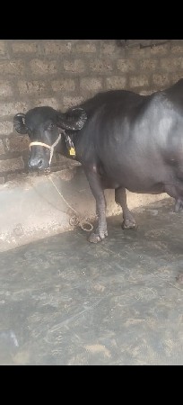 ભેસ વેચવાની છે