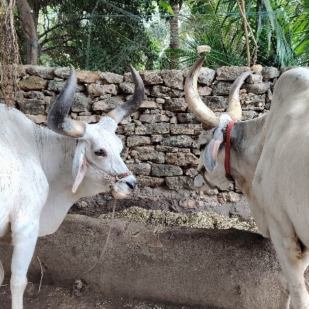 બળદ વેસવાનાં છે.
