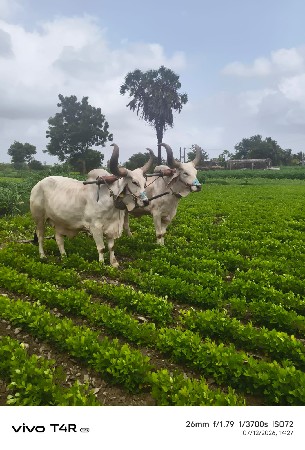 બળદ વેસવાના છે