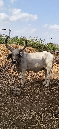 બીજી ધર ના ગોઢલા વેચવાના સે