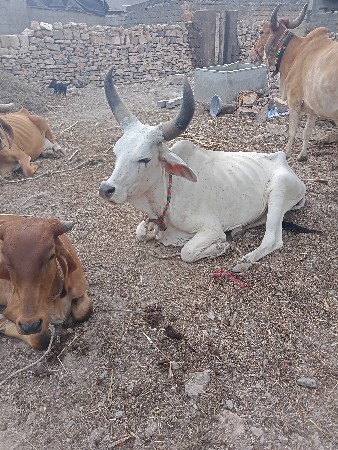 કાંકરેજ ગાયો વેસવાની   70000