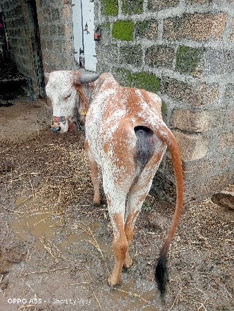 વેચવાનિ