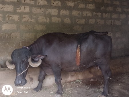 ભેંસ વેચવા ની છે