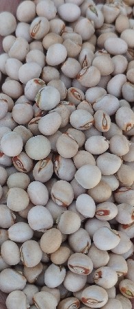 તુવેર નું સર્ટિફાઇડ બિયારણ વેચવાનું
