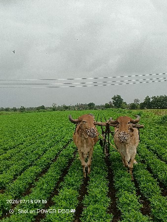 બરધ વેશવાના છે