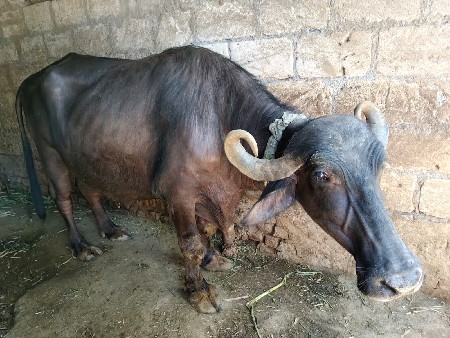 વેશવાનીશે 110