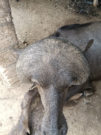 જાફરાબાદી પાડો વેચવાનો છે