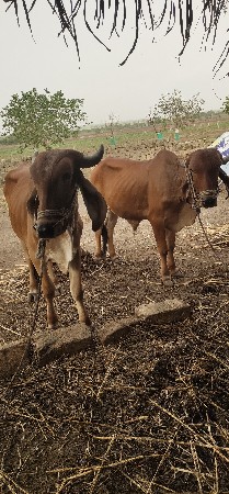 વાસડાવેચવાનાછે