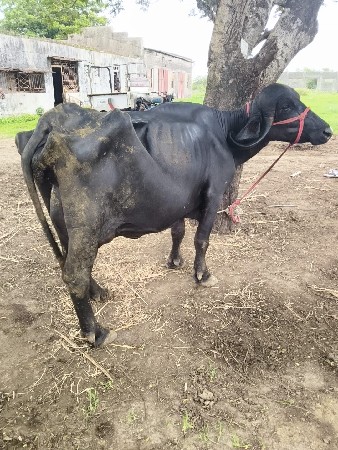 ભેંશ વેચવાની છે