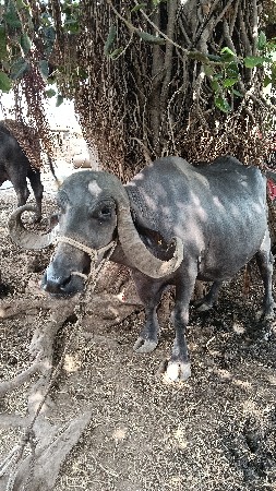 ભેસ વેચવાની સે