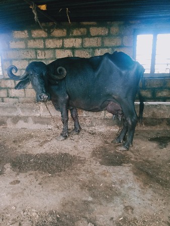 ભેંસ વેચવાની છે