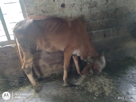 ગીર વાછડી original
