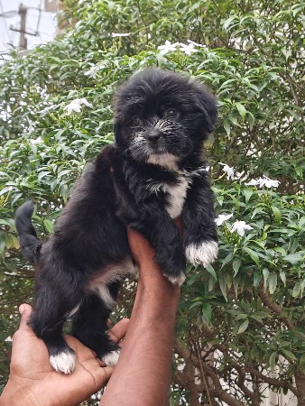 Lasha apso