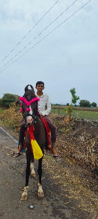 કુદવા વળો ઘોડો સે