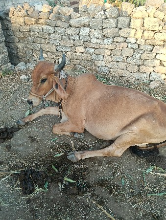 ગાય