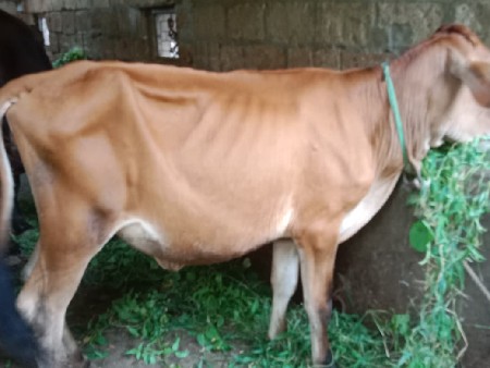 જર્સી વાસડી વેચવાની છે