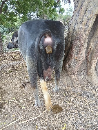 ભેંસ વેચવાની છે