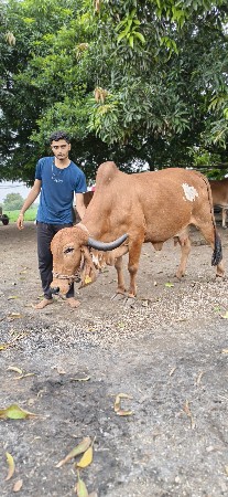 વેચવાની છે.