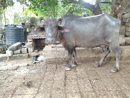 ભેંસ વેચવાની છે