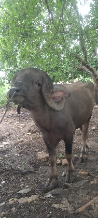 પાડો વેચવાનો છે