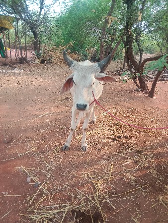 કાંકરેજ વાસડી‌ ઓરીજનલ