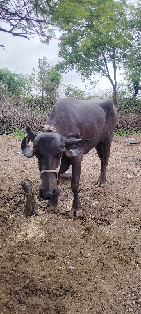 ભેંસ વેચવાની છે 4 મહિના ગાભણ છે