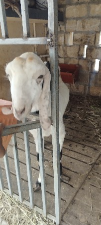 ચાર મહિના ગાભણ સોજત બકરી