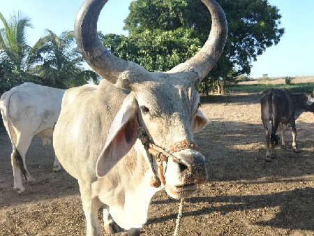 ghodhla vechvana chhe