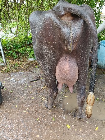 ખડેલી વેસવાની છે
