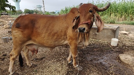 ગાય વેચવાની છે
