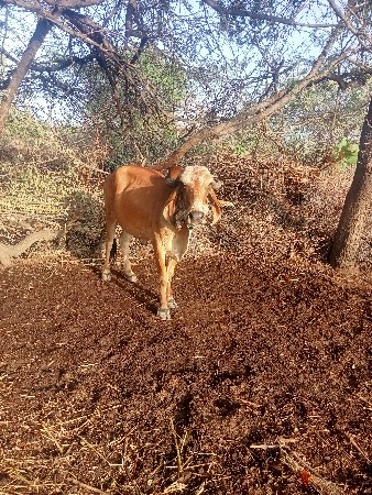 ગાય વેચવાની છે
