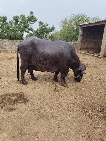 bhesh vesvani se