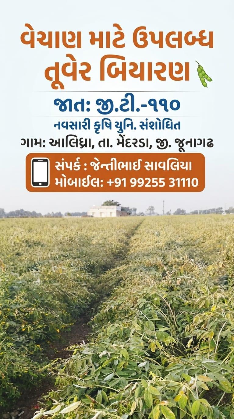તૂવેર બિયારણ વેચાણ માટે ઉપલબ્ધ