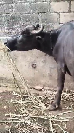 ભેંસ