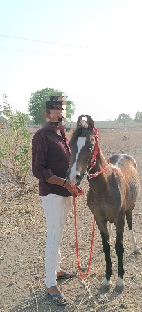 khodo