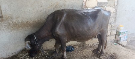 ભેંસ વેચવાની છે.