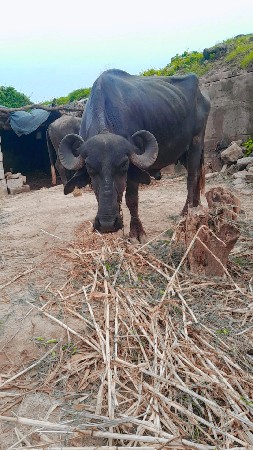 ખડેલી વેચાણ સે