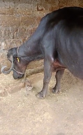 ભેંસ વેચવાની છે