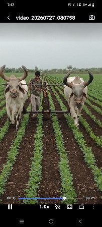 બળદ વેસવાના સે